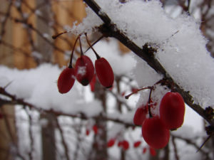 Snow Berries